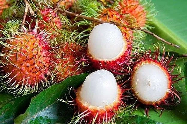 ba-bau-co-nen-an-chom-chom-co-tac-dung-gi bà bầu có nên ăn chôm chôm lợi ích của chôm chôm với bà bầu