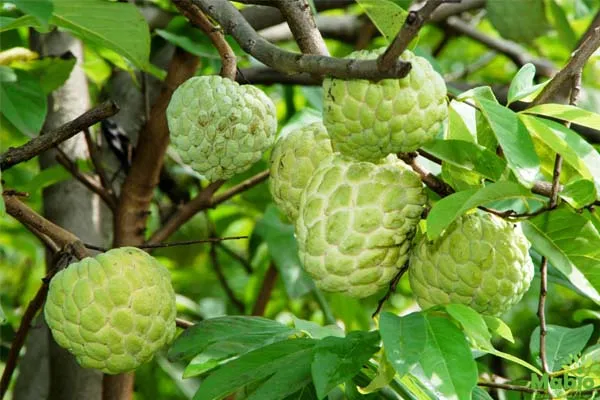bà bầu ăn quả na có tốt không