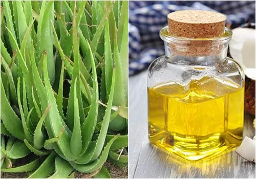 cách làm đẹp sau sinh trị rạn da bằng dầu dừa và nha đam