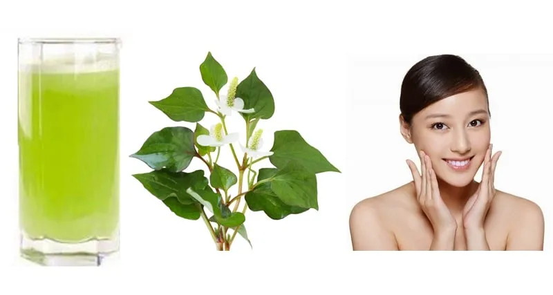 cách trị mụn nhanh trong 1 ngày với rau diếp cá