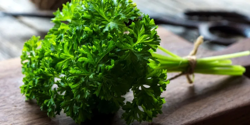cách trị nứt gót chân bằng ngò tây
