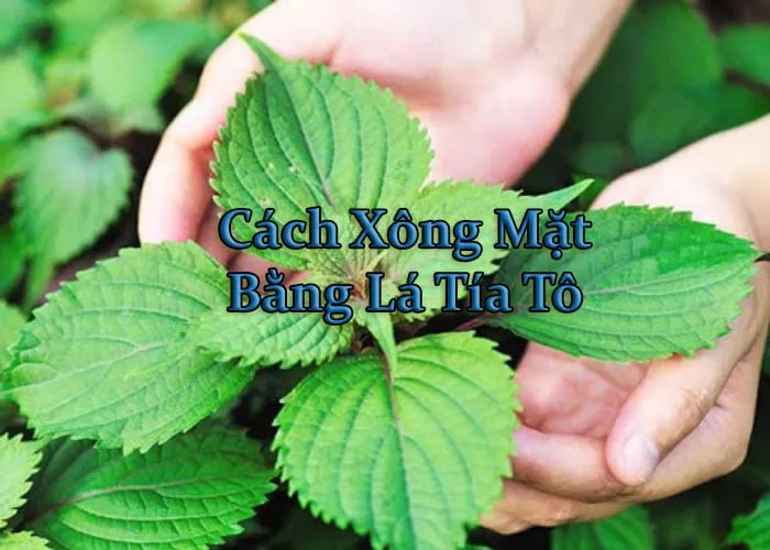 cách xông mặt bằng lá tía tô
