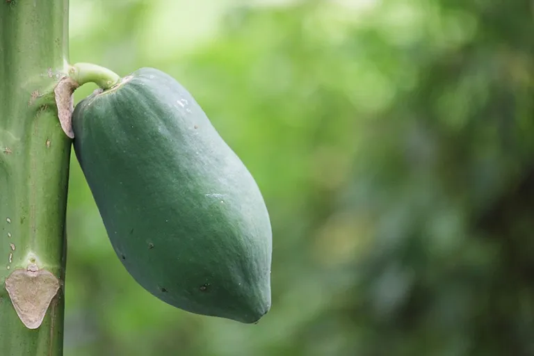 người không nên ăn đu đủ xanh