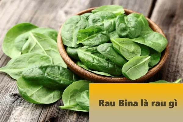 rau bina là rau gì