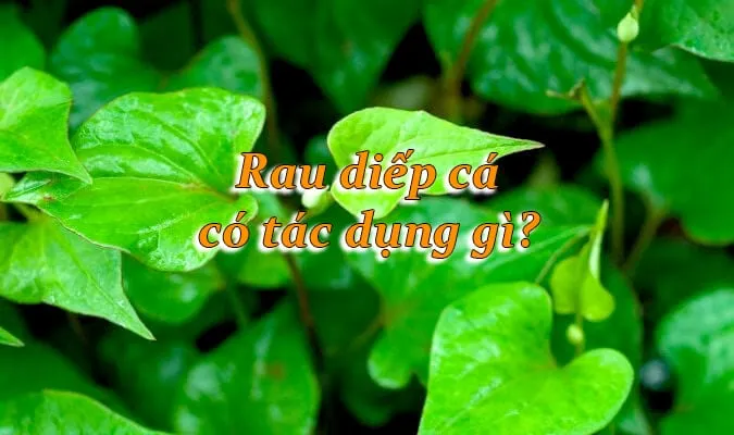 rau20diep20ca20co20tac20dung20gi rau diếp cá có tác dụng gì