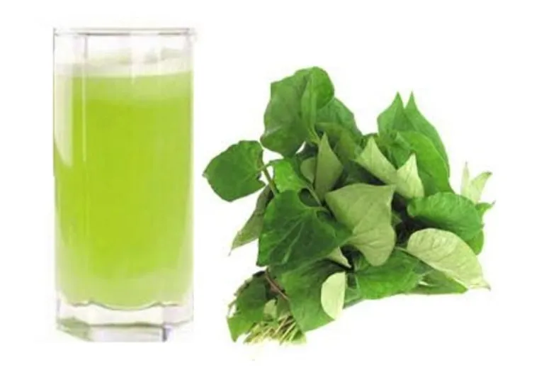 rau20diep20ca20co20tac20dung20gi20cho20suc20khoe rau diếp cá có tác dụng gì cho sức khỏe