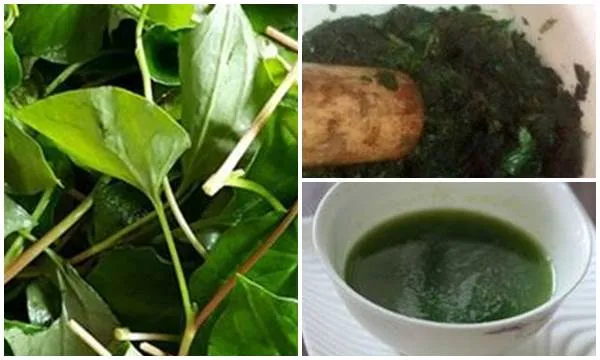 rau20diep20ca20co20tac20dung20gi20va20su20dung20nhu20the20nao rau diếp cá có tác dụng gì trong việc làm đẹp