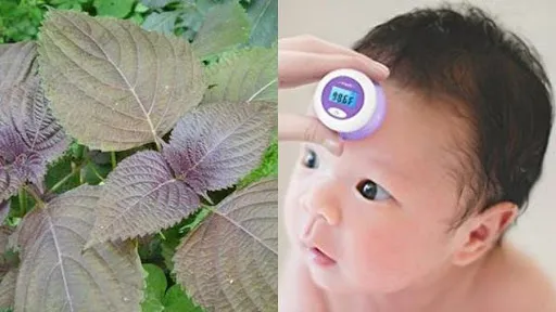 tác dụng của lá tía tô với trẻ sơ sinh giúp hạ sốt