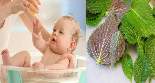 tác dụng của lá tía tô với trẻ sơ sinh trị ho
