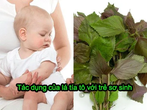 tác dụng của lá tía tô với trẻ sơ sinh