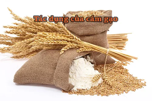 tác dụng của cám gạo