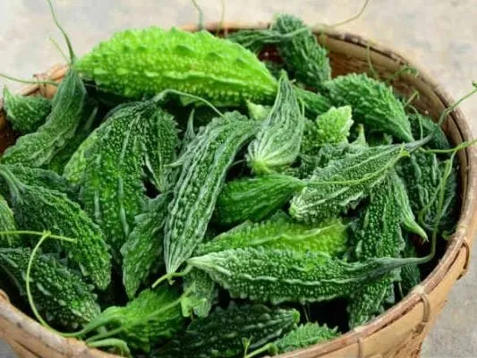 tác dụng của khổ qua rừng