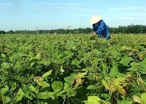 thu hoạch đậu đen xanh lòng